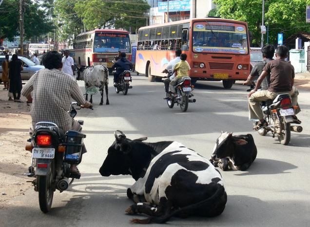 Stray Cows in India [Photo Credit: www.thehindu.com]